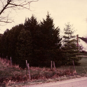 00_00_0000_Two_rows_of_pine_trees_with_farmhouse___barn_in_background_website-3892