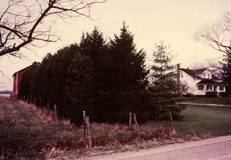 Two rows of pine trees next to farmhouse
Photo ID#: S169