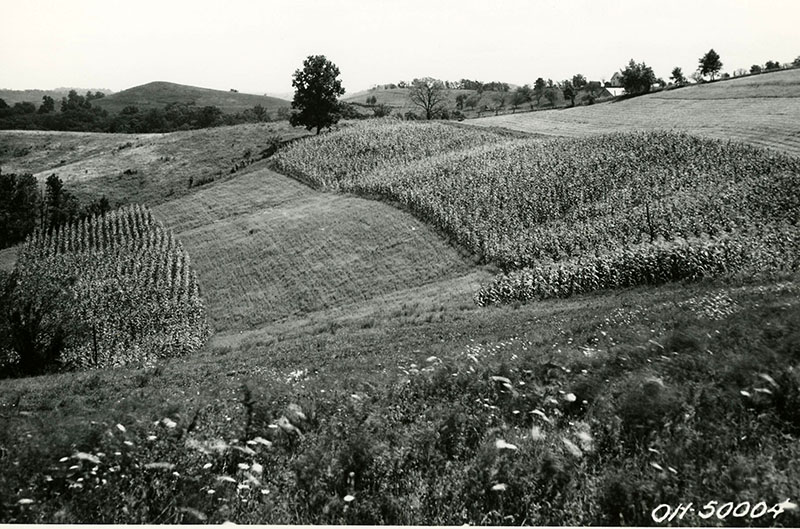 View of contour strip field
Photo ID# A69