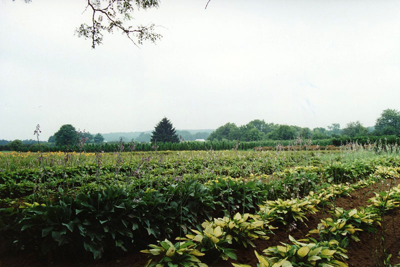 Wade & Gatton Nursery
Photo ID# N71