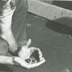 00_00_0000_Wildlife_officer_holding_a_baby_bird_in_hands_website-5885