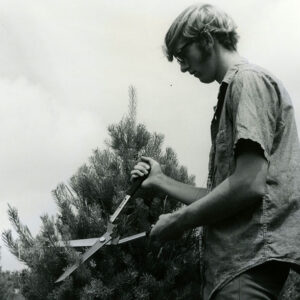 00_00_0000_Young_man_trimming_a_pine_tree_website-3804