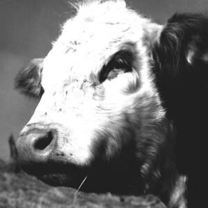 00_00_0000_another_cow_website___Copy-686