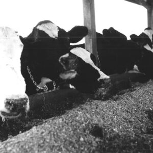 00_00_0000_cattle_website___Copy-688