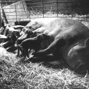 00_00_0000_suckling_pigs_website___Copy-704