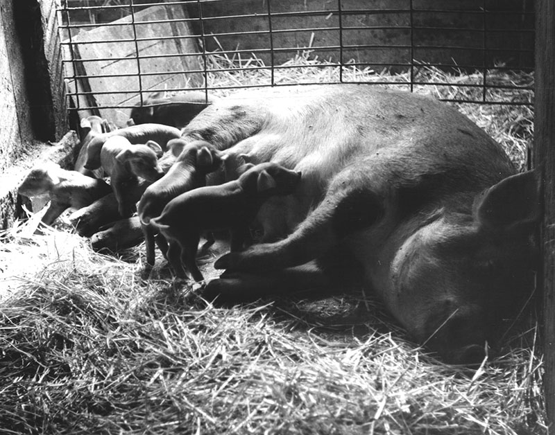 Suckling pigs
Photo ID#: A302