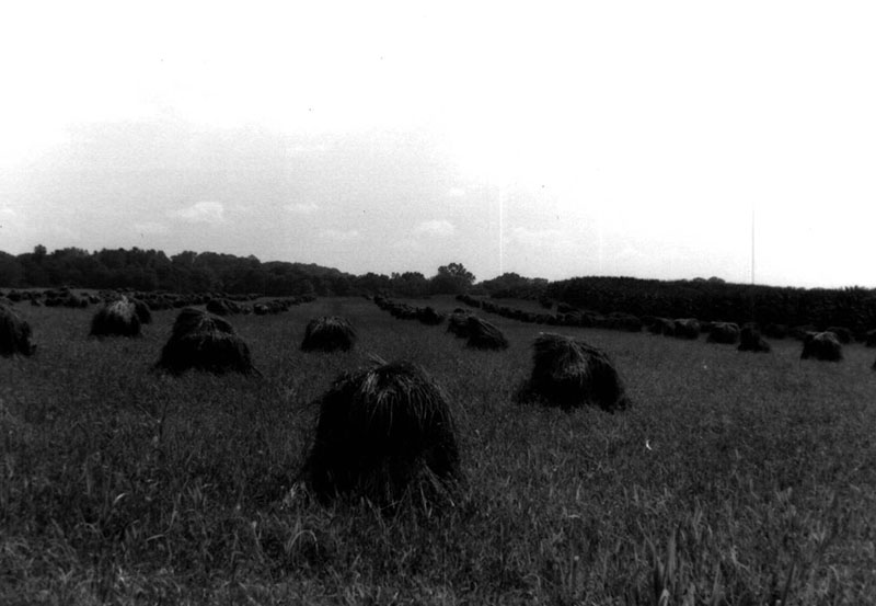 Amish Wheat Shucks
Photo ID#: A237