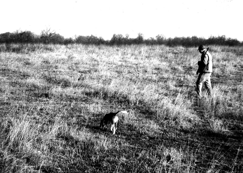 1967
Fence rows are excellent places to look for rabbits and other small game
Photo ID#: S666
