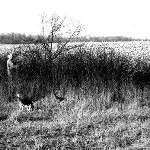 00_00_1967_Heavily_grazed_pastures_provide_little_in_the_way_of_game_cover_Richard_Martin_website-4508