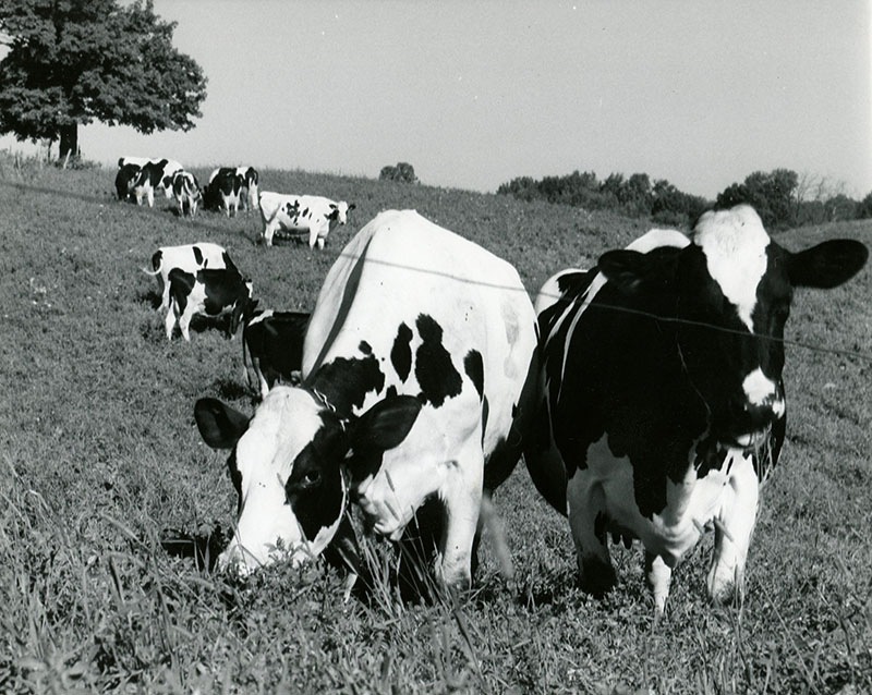 1973
ASCS Co. Fair
Photo ID#: A304