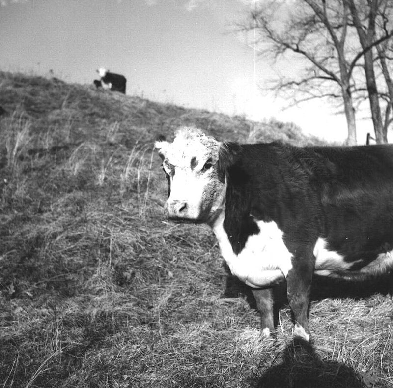 January 11, 1975
Cow calf beef operation
Photo ID#: A305