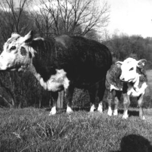 01_11_1975_Cow_Calf_Beef_Operation__2_website___Copy-708