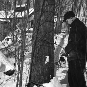 01_26_1966_Ray_Scott_using_power_drill_for_Maple_taps_website-1065