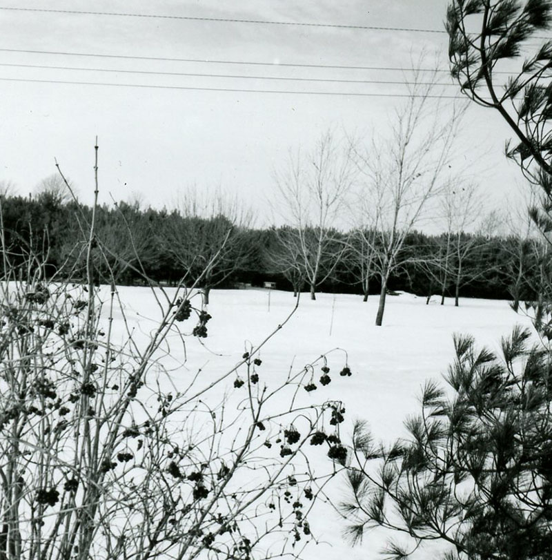 January 26, 1968
Glenn Haverfield's windbreak
Photo ID#: S710