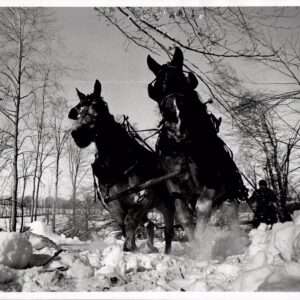 02_04_1968_Snow_flies_as_4300_pounds_of_horses_pull_a_log_to_the_truck_photo_by_T.Wolf_0001-265