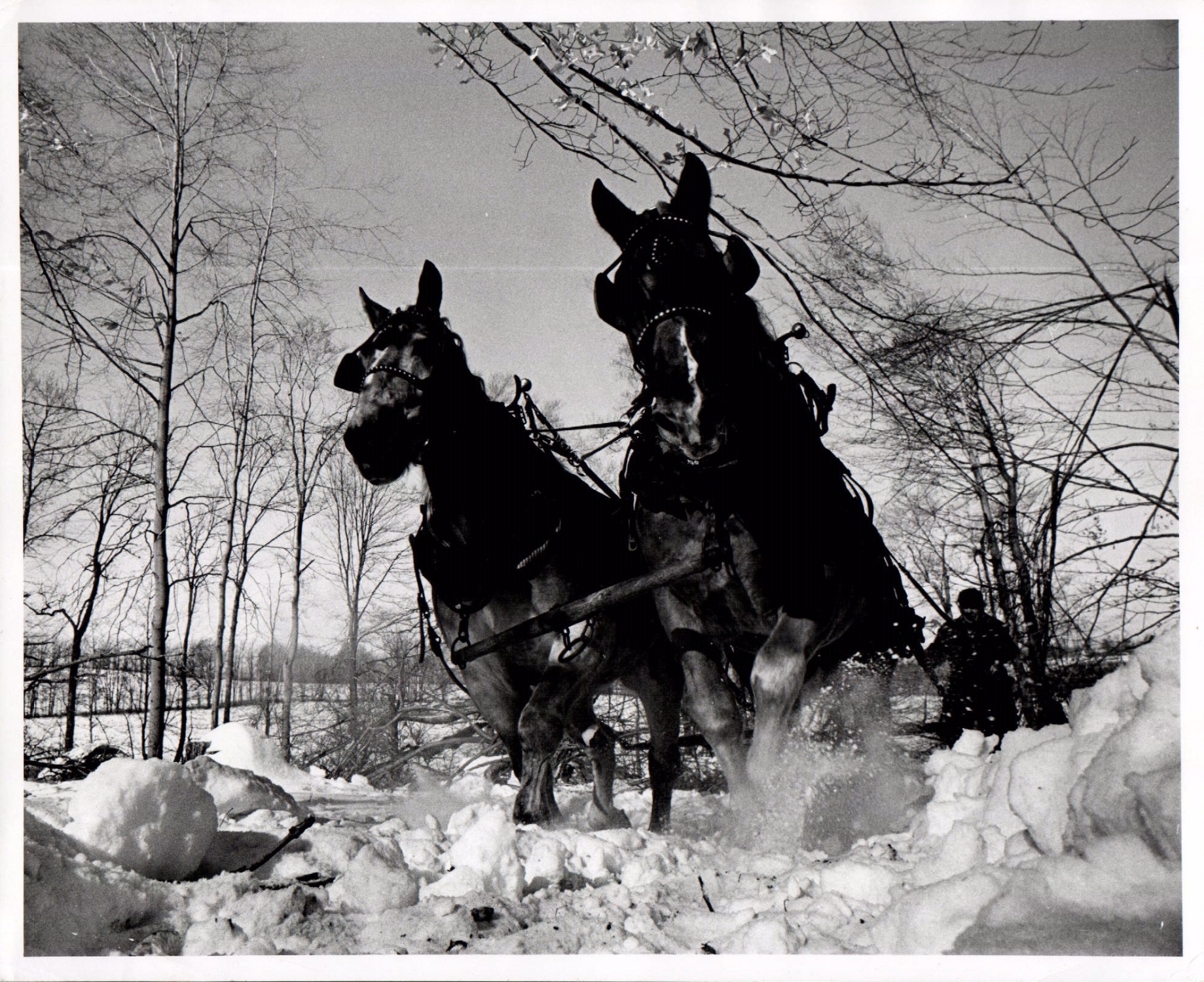 February 4, 1968
Snow flies as 4300 pounds of horses pull a log to the truck
Photo by T.Wolf
Photo ID#: M4