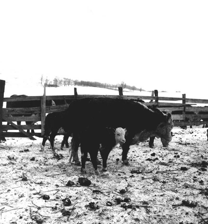 February 12, 1986
Ralph Winters Farm
Photo ID#: A308