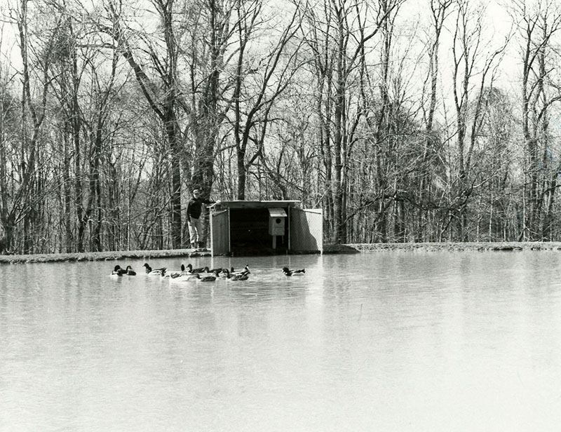 February 15, 1981
Duck Box with predator protection at Gunther Meise Pond
S794