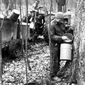 03_02_1974_Howard_Isley_is_shown_as_he_gathers_sap_for_maple_sugar_production._In_the_background_Kenneth_Isley_drives_the_tractor_website-1066