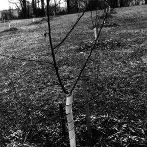 03_04_1981_Tom_Henson_Troy_Township_Newly_planted_orchard_stock_website-1212