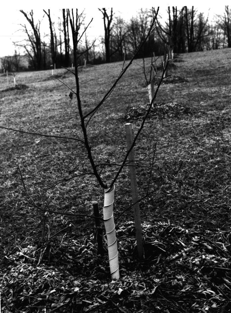 March 4, 1981
Tom Henson, Newly planted orchard stock
Troy Township
Photo ID#: A645