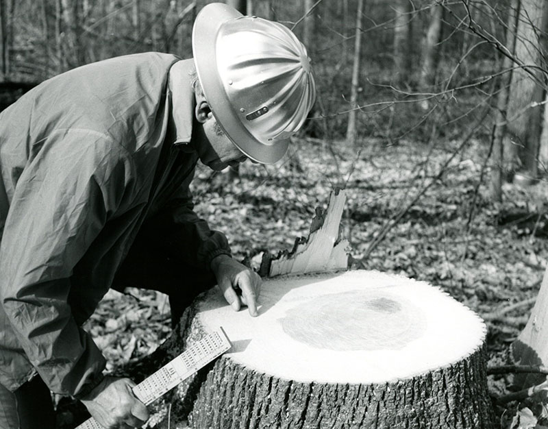 March 6, 1973
Norris Quam (SCS Woodland Conservationist) examines a White Oak stump (150 years old)
Edward Arnold Farm
Photo ID#: S103