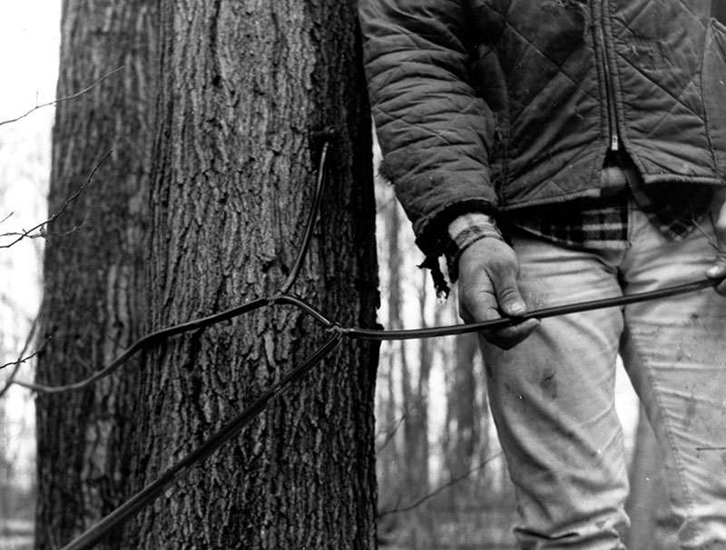 March 6, 1975
Greg Benson 
Harry Benson sugar bush tubing
Photo ID#: A524