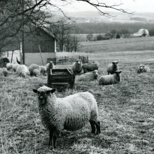 03_09_1968_South_of_Lexington._Winter_grazing_by_sheep_website___Copy-718