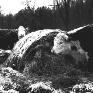 03_13_1976_Big_Bales___cattle_winter_use_of_big_hay_bales_for_a_full_season_pasture_program_website___Copy-720