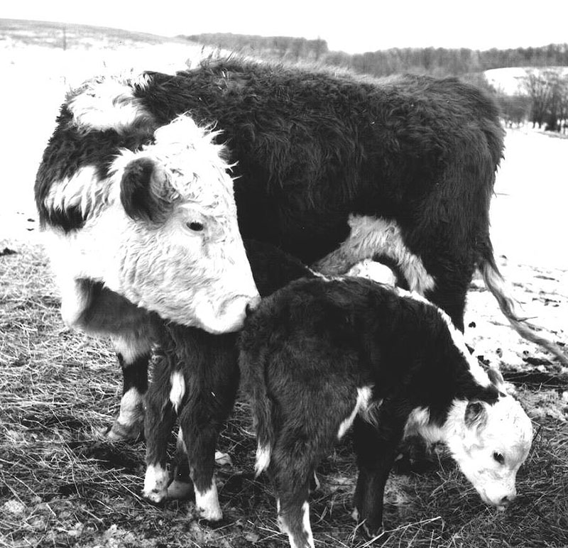 March 15, 1968
Ralph Winters Farm
Photo ID#: A319