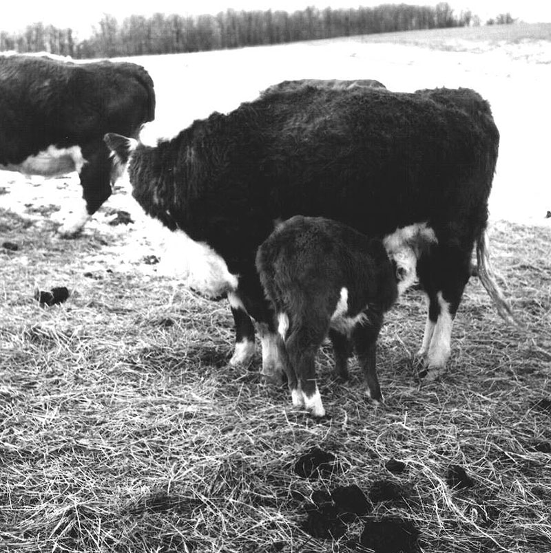 March 15, 1968
Ralph Winters Farm
Photo ID#: A322