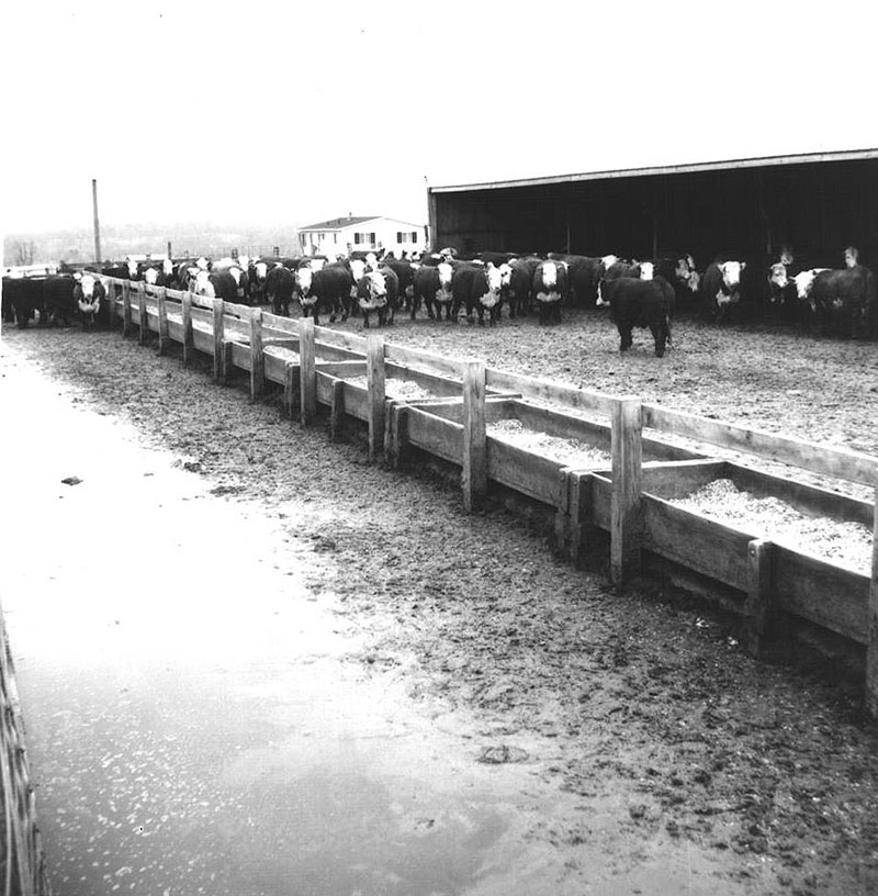 March 20, 1972
D. Witmer
South farm, Marion
Photo ID#: A330