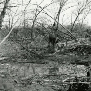03_87_Bio_engineering_using_existing_vegetation_soil_to__cutoff_old_oxbow__Ferguson_Farm_website-3952