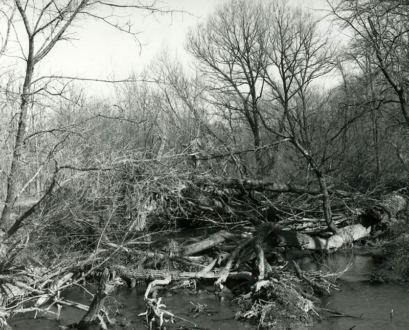 March 1987
Large log jam on Ferguson property
Photo ID#: S229