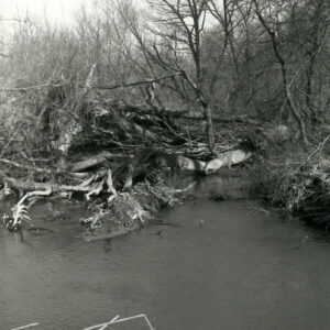 03_87_Logjam_caused_by_downed_willows_250_ft_long_website-3956