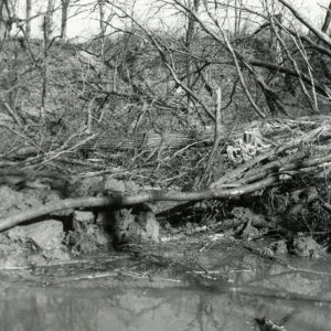 03_87_Oxbow_on_Blackfork_cut_off_using_bio_engineering_techniques___soil__Boxelder_trees__website-3961