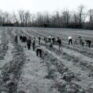 04_08_1967_Tree_Planting__2_website-2505