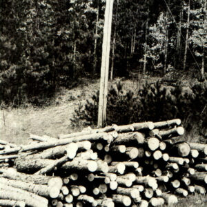 04_10_1967_Red_pine_thinnings_Cyrus_Reeder_Farm_Well_managed_pine_stand_website-3893