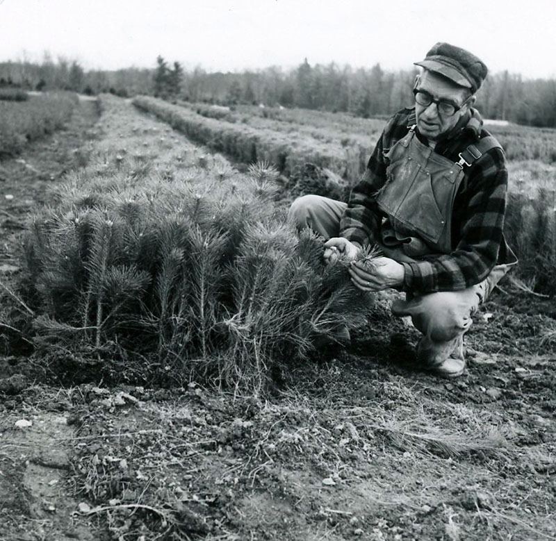 Pine Grove Nursery
Claud Schleckley
Photo ID# N86