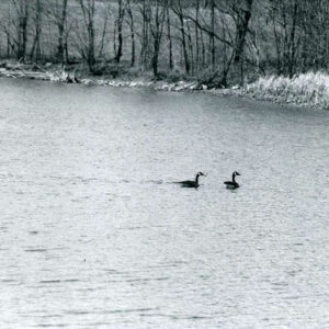 04_16_1985_Geese_on_lake._A_Goetti_Farm__Monroe_Twp_website-5875