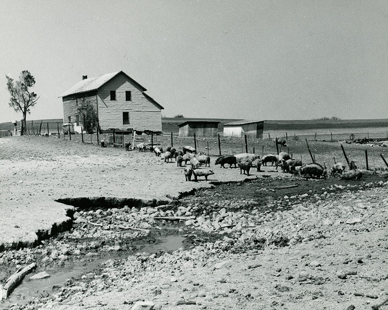 May 5, 1969
Richard Forbes Farm
Worthington Township
Photo ID#: A339