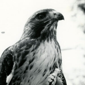 05_05_1973_A_Red_Tailed_Hawk_at_Huston_State_Park_Woods_website-4387