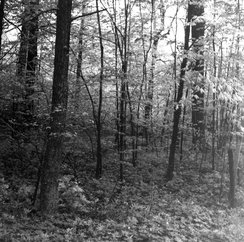 May 10, 1965
Woodland scene
Photo ID#: S768