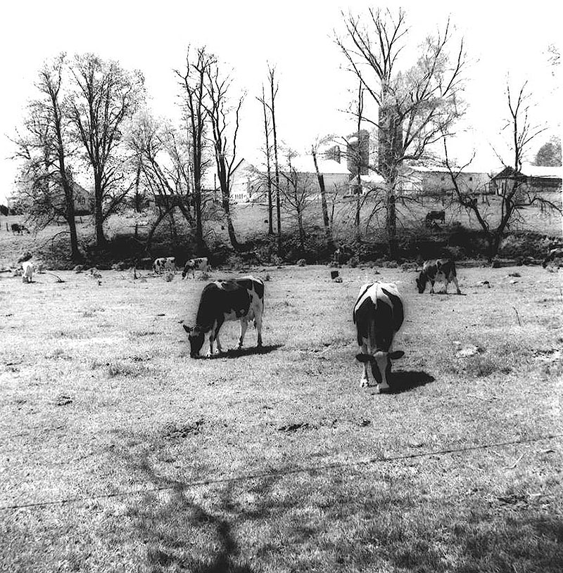 May 14, 1973
David Eichelberger Farm
Photo ID#: A345