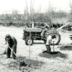 05_16_1974_Four_are_shown_John_Leedy_Roger_Spayde__Guy_Beesman_as_they_plant_young_trees_at_the_Wade___Gatton_Nursery_near_Bellville_website-2676