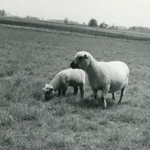 05_18_1960_Ernest_Hill_83_Ewes_and_124_lambs_in_flock._Dallas_Twp._Crawford_County_website___Copy-751