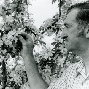 05_18_1975_Forest_Keller_examines_a_Golden_Delicious_apple_at_his_farm_on_Cookton_Grange_Rd._The_Kellers_grow_all_modern_and_many_historical_apple_varieties_website-1214