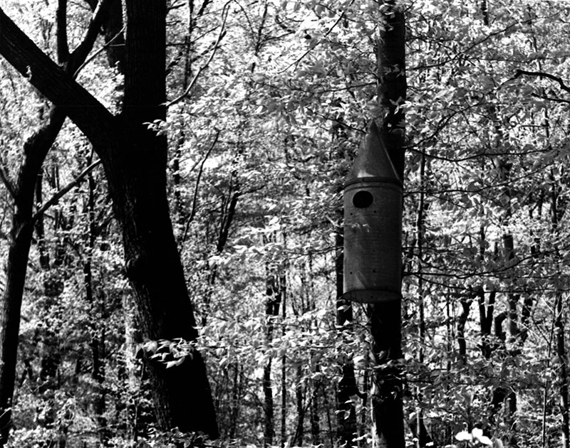 May 19, 1966
Wood Duck box at Kingwood Center
Photo ID#: S684