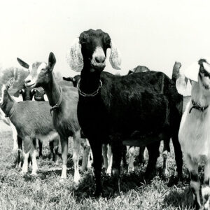05_19_1975_At_the_Harry_White_Dairy_Goat_Farm._You_may_see_some_50_goats_buck__does____kids._Mumbo__black__Nubains_breed._Linde_Star__Alpine_breed_website___Copy-753