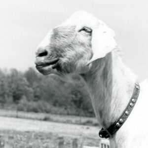 05_19_1975_At_the_Harry_White_Dairy_Goat_Farm_may_be_seen_Gretchen__a_doe_of_the_Nubains_Breed_website___Copy-752